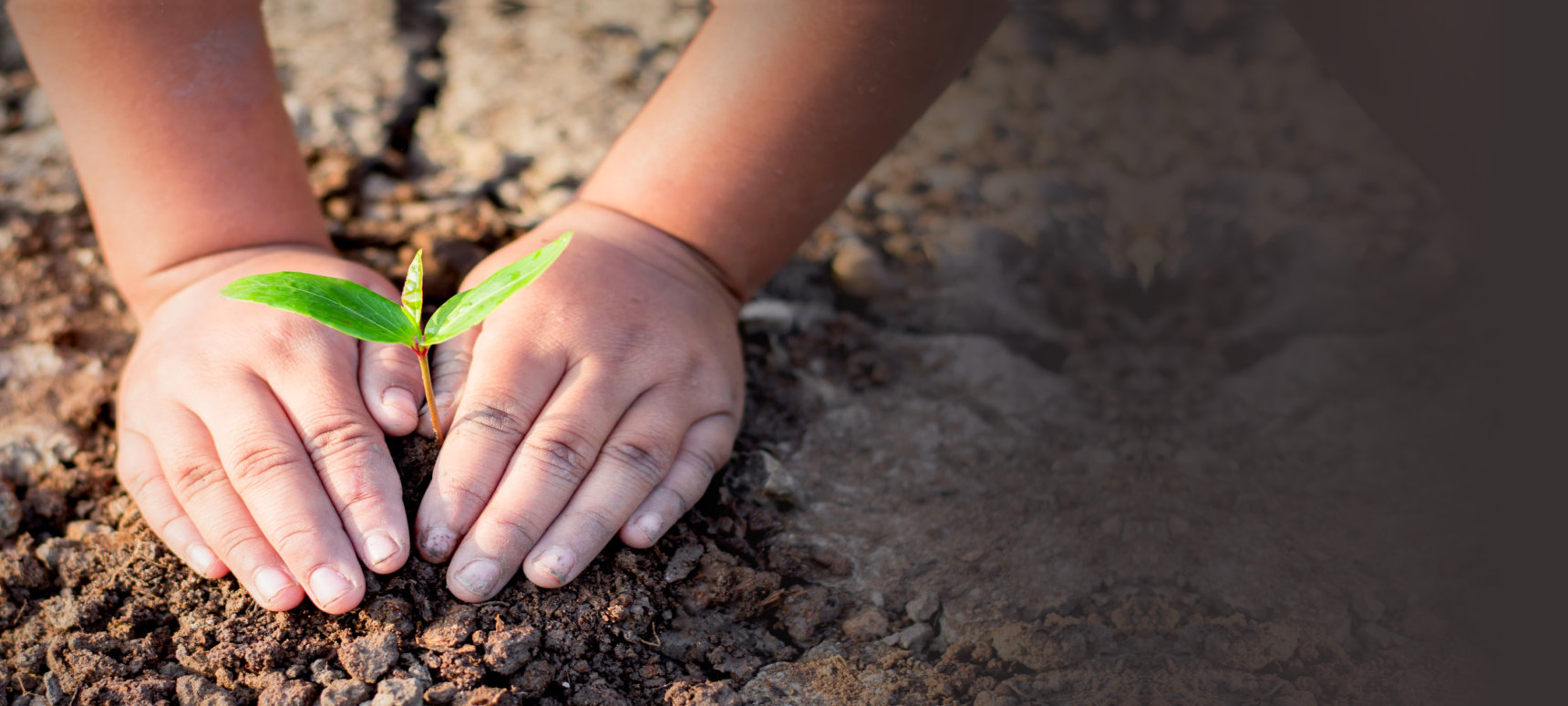 little kid's hand planting a sapling